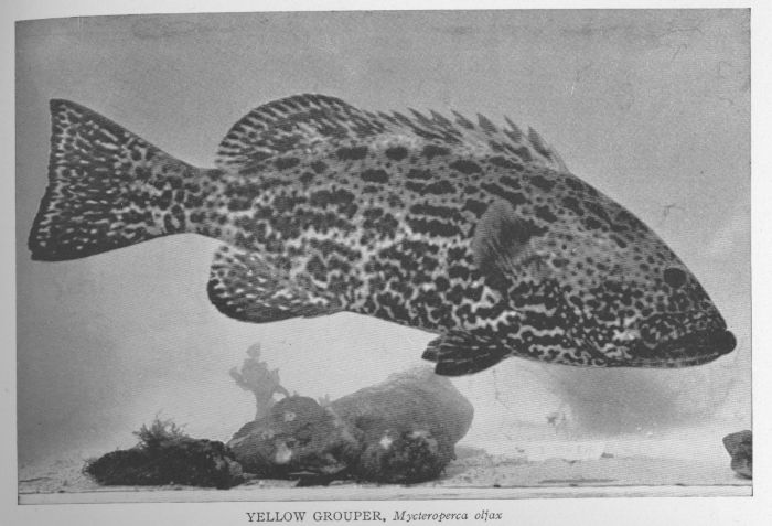 Nassau Grouper; Hamlet; Cherna Criolla