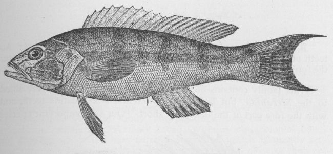 Squirrel-fish; Candil