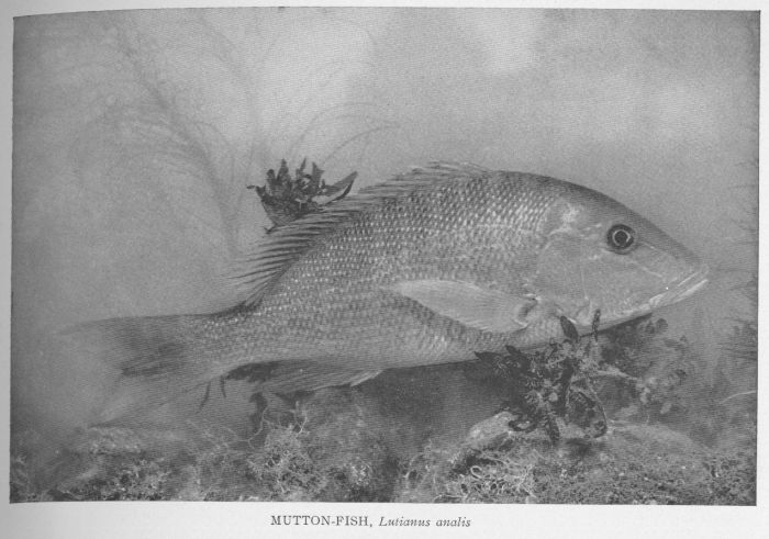 Mutton-fish