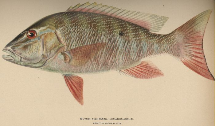 Mutton-fish