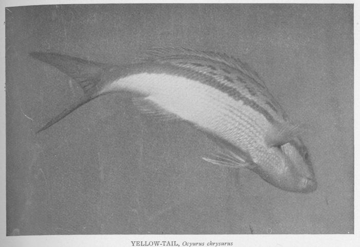 California Yellowtail