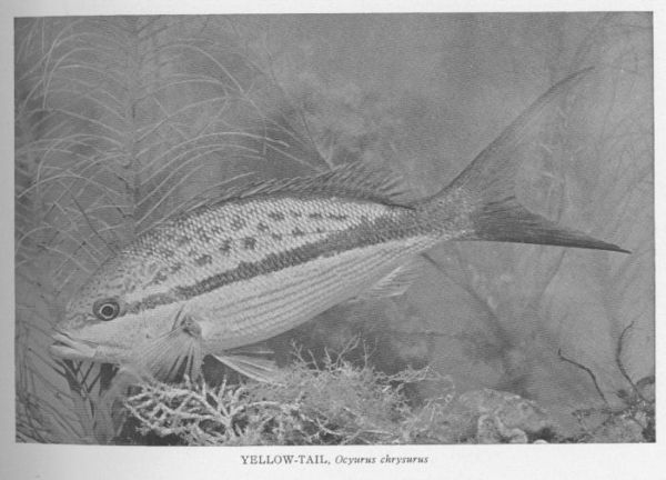 California Yellowtail