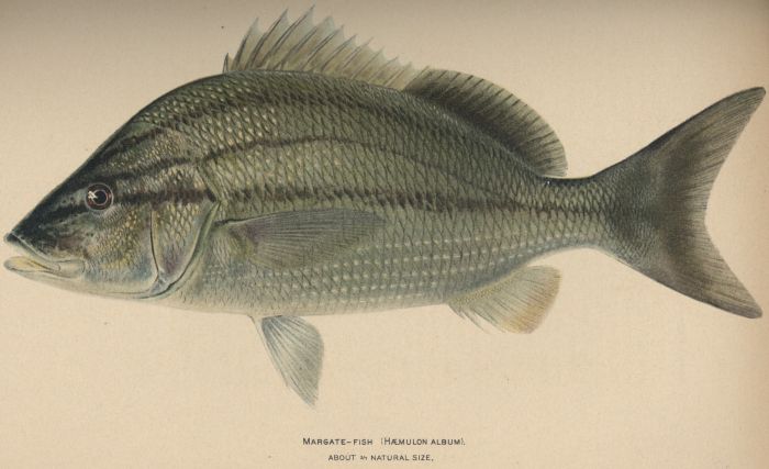 Margate-fish; Margaret Grunt