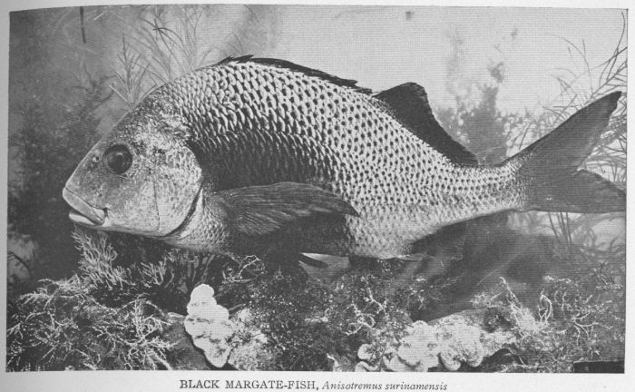 Margate-fish; Margaret Grunt