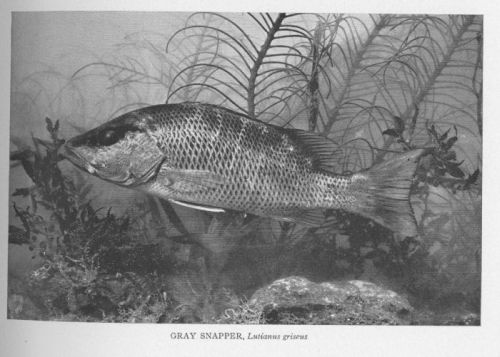 Gray Snapper; Mangrove Snapper