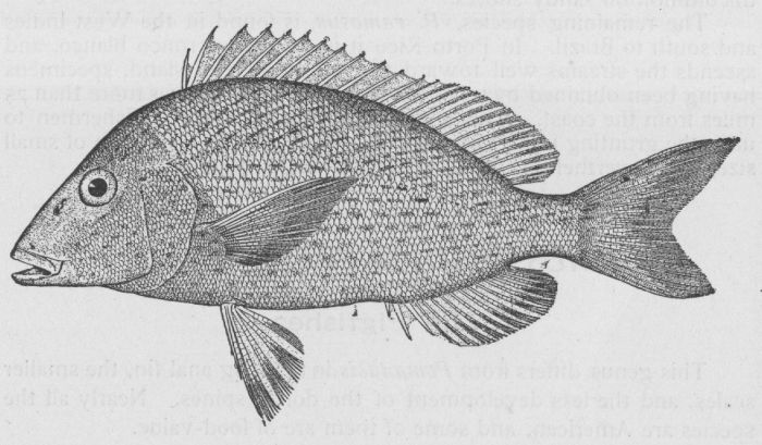 Pigfish; Hogfish