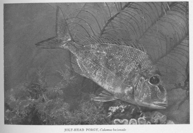 Jolt-head Porgy