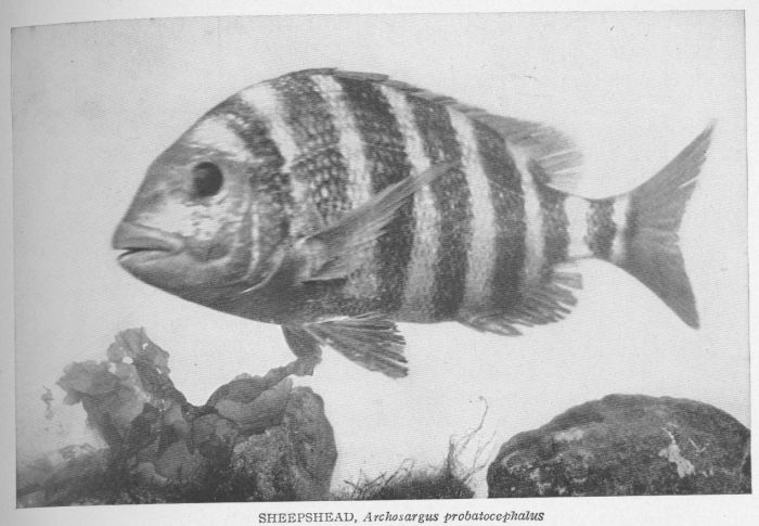 Common Sheepshead