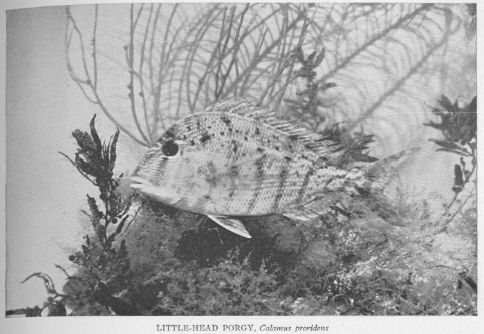 Little-head Porgy