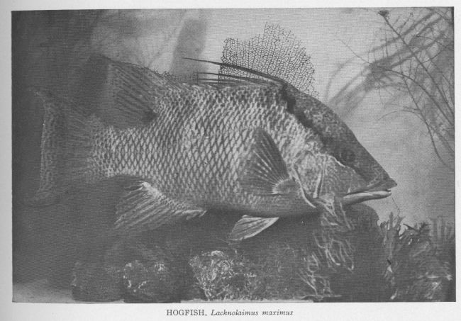 Pigfish; Hogfish