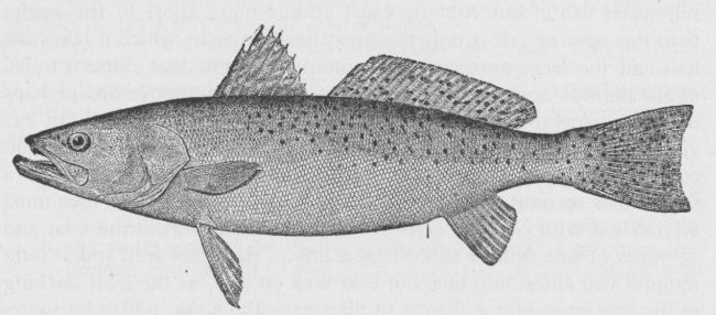 Common Weakfish; Squeteague; Sea-trout
