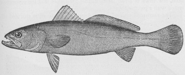 Common Weakfish; Squeteague; Sea-trout