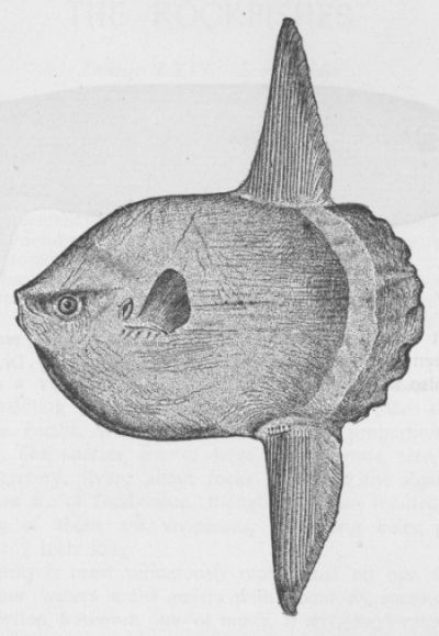 Scarlet Sunfish