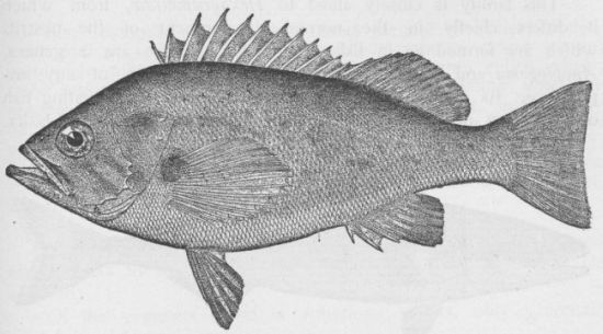 Striped Bass; Rockfish; Rock