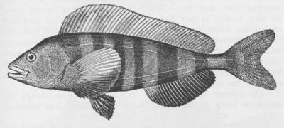 Common Mackerel