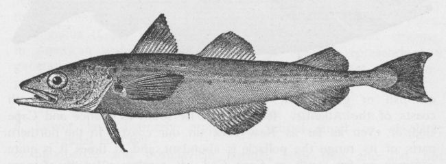 Alaska Herring
