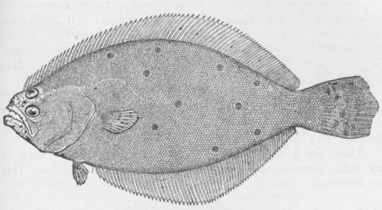 Glut Herring; Summer Herring