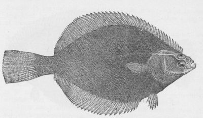 Arctic Charr