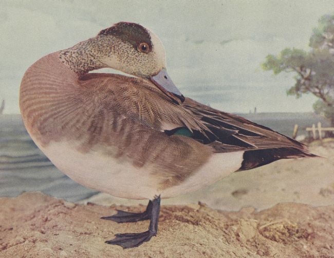 Baldpate