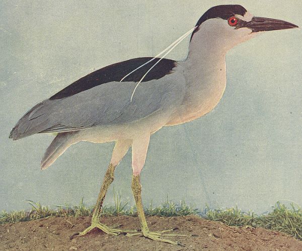 Black-crowned Night Heron