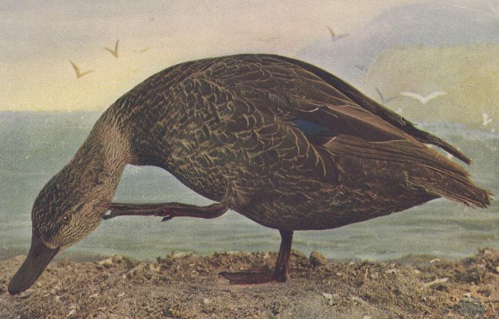 Black Duck