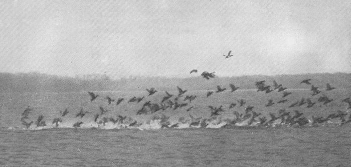 Greater Scaup Duck