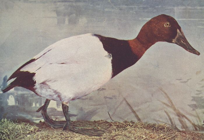 Canvasback