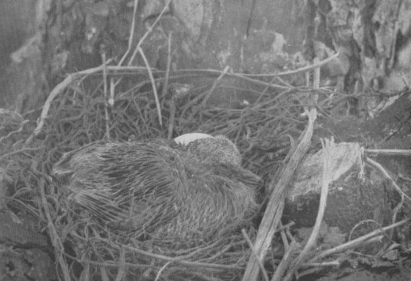 Dovekie — at the nest