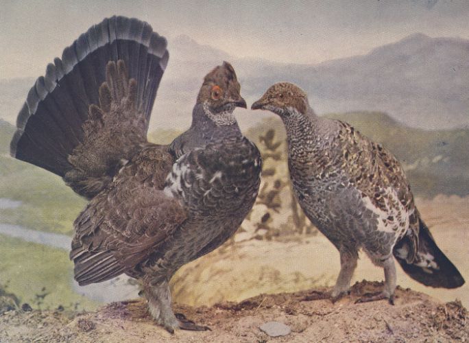 Dusky Grouse