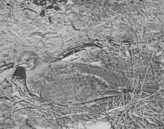 Dusky Grouse — at the nest