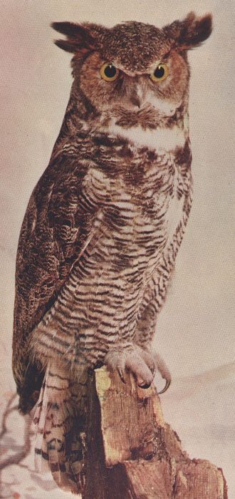 Great Horned Owl