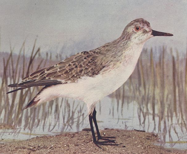 Least Sandpiper