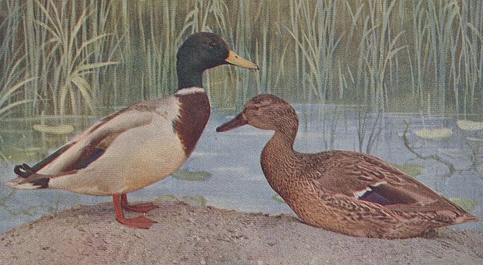 Mallard Duck
