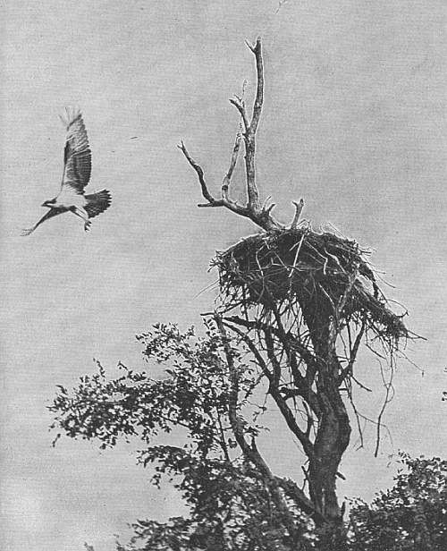 American Osprey — at the nest