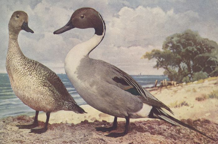 Pintail