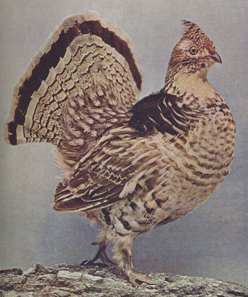 Ruffed Grouse
