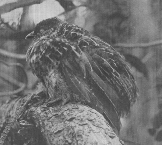 Ruffed Grouse — young