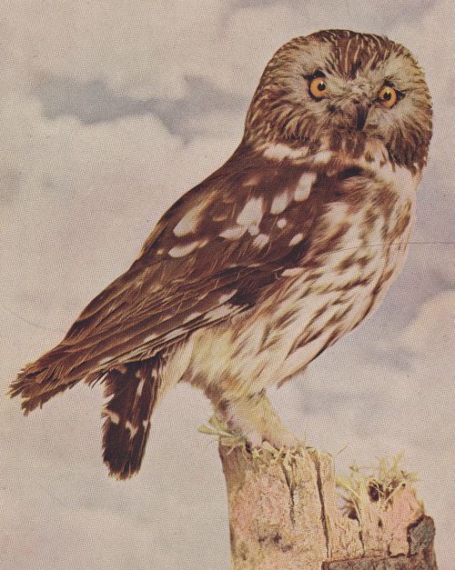 Saw-Whet Owl