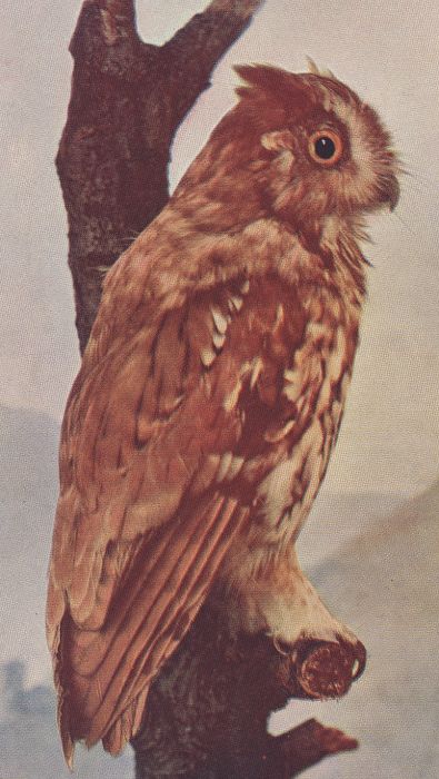 Screech Owl
