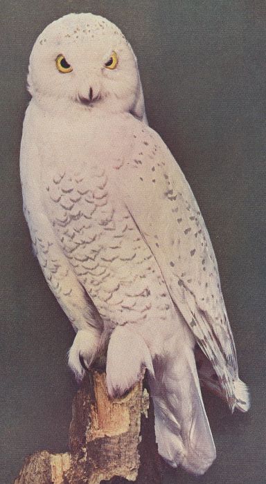 Snowy Owl