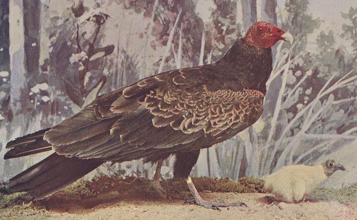 Turkey Vulture