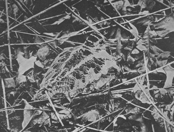 Woodcock