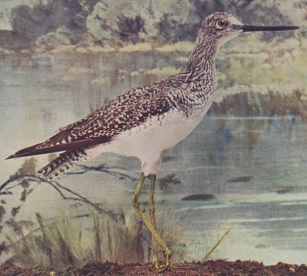 Yellowlegs