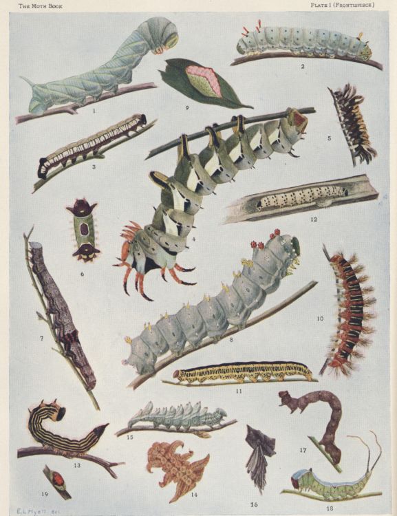Plate I — Humming-bird Clearwing is Fig. 5