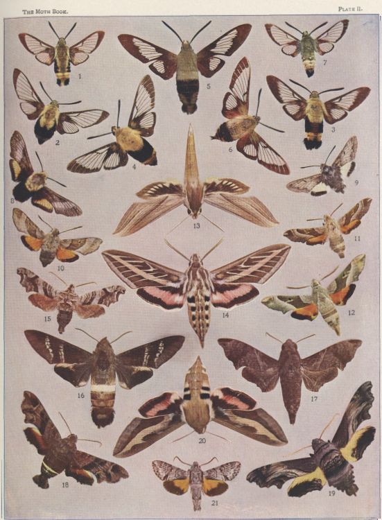 Plate II — Lettered Sphinx is Fig. 15