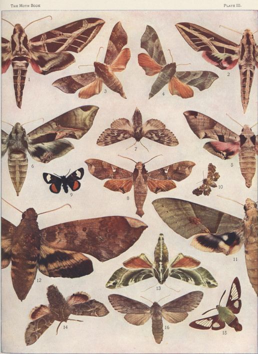 Plate III — Lesser Vine Sphinx is Fig. 2