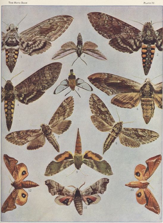Plate IV — Pluto Sphinx is Fig. 9