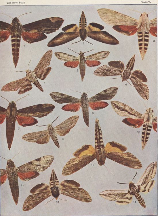 Plate V — Domingo Sphinx is Fig. 9