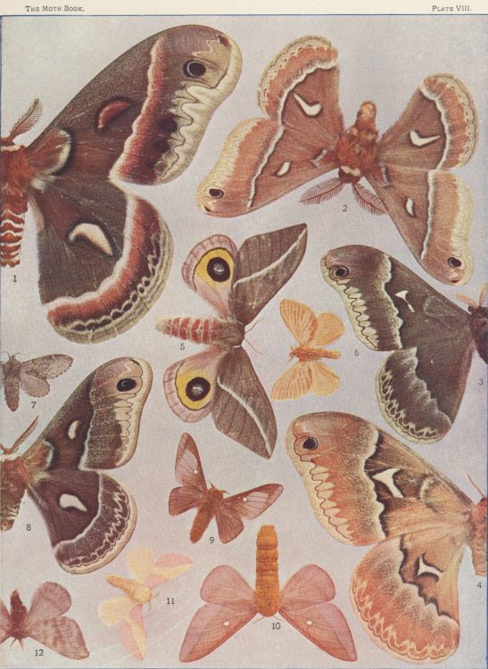 Plate VIII — Cecropia Moth is Fig. 1