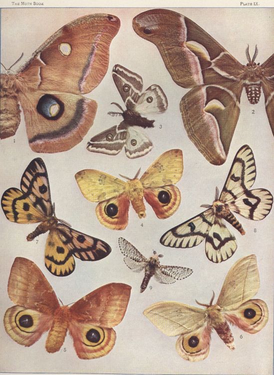 Plate IX — Galbina Moth is Fig. 3